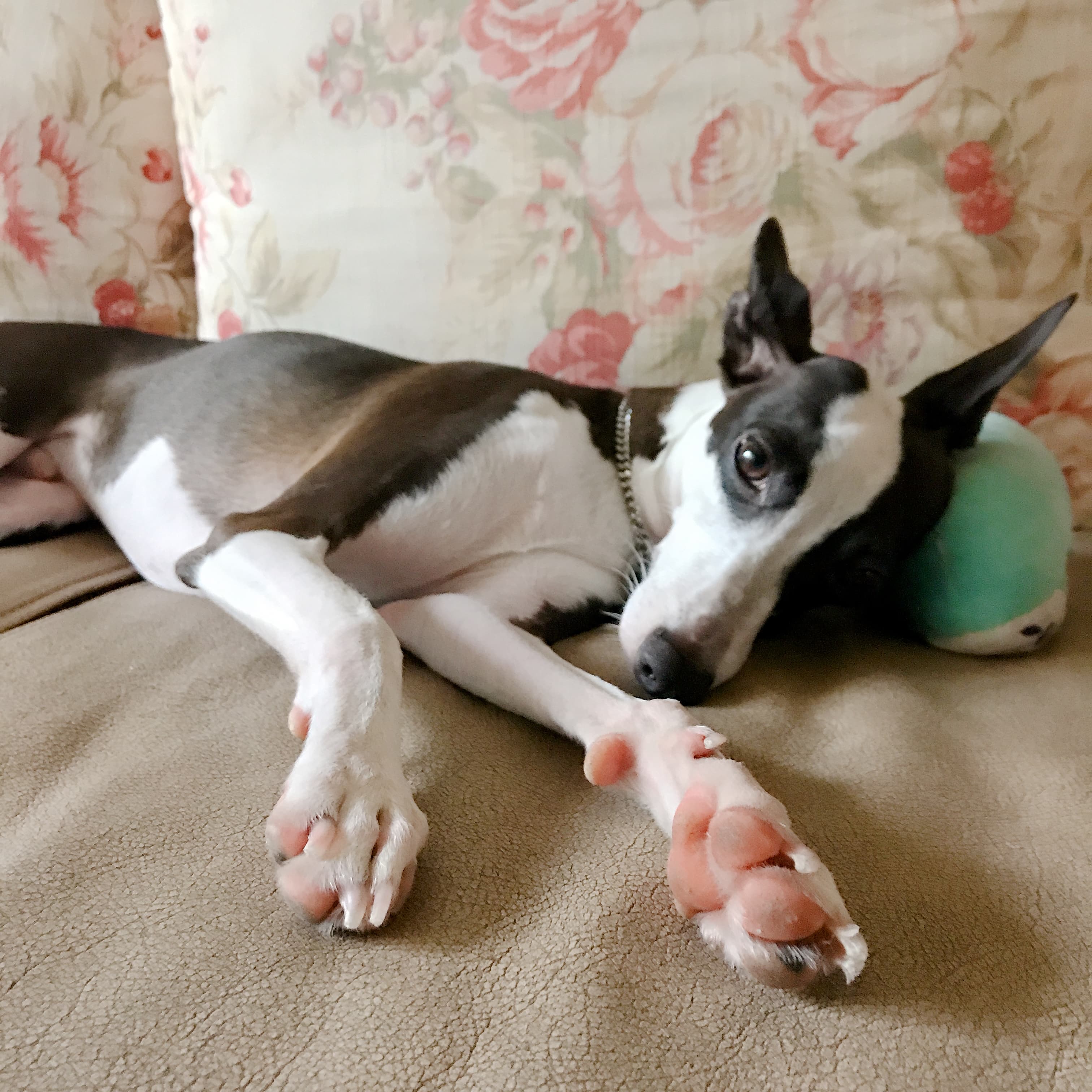 강아지의 부진 원인과 해결책: 심리적, 신체적 접근법