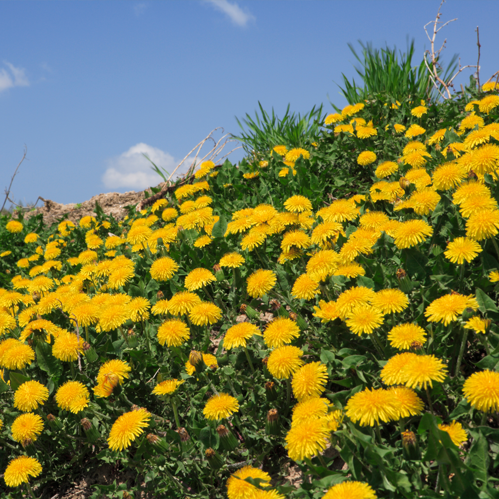 2025 청원생명축제&amp;#44; 가족 농촌체험