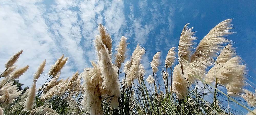 팜파스 갈대