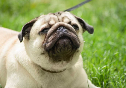 재채기할 것 같은 개의 얼굴.