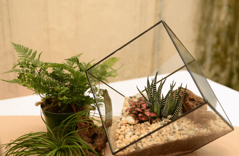 테라리움, 유리병 속 미니정원, 유리상자 테라리움