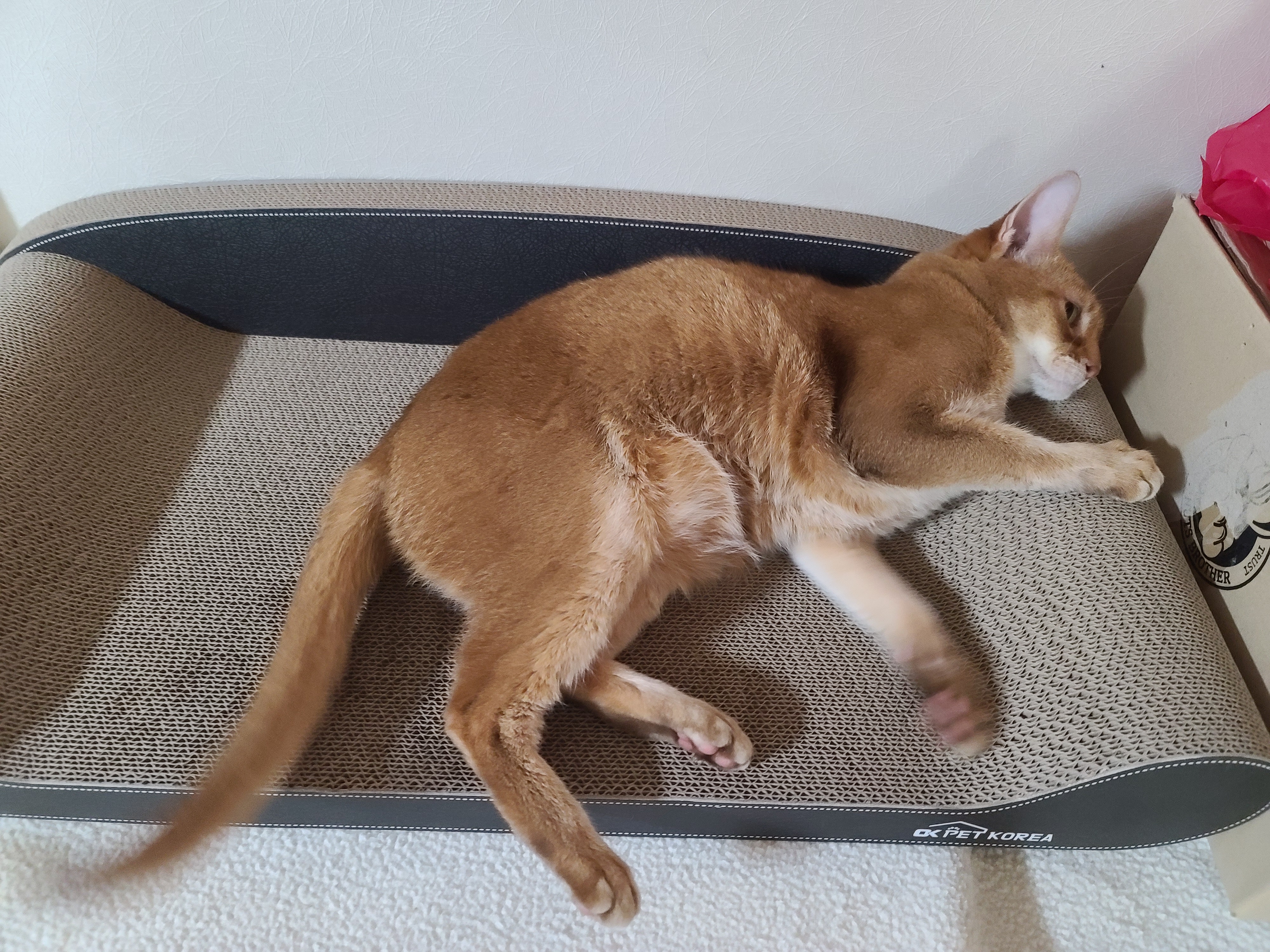 고양이들 스크래쳐를 교체했다.(자동차스크래쳐,침대형스크래쳐)