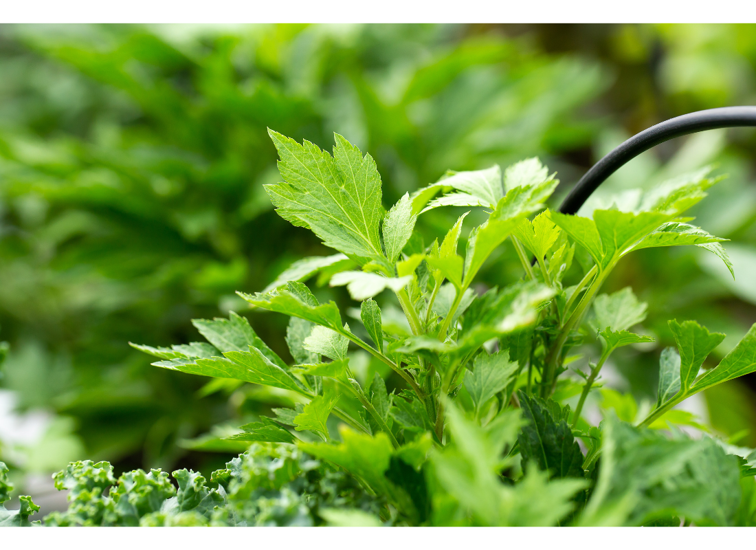 노화 예방에 좋은 봄나물 4가지와 섭취법