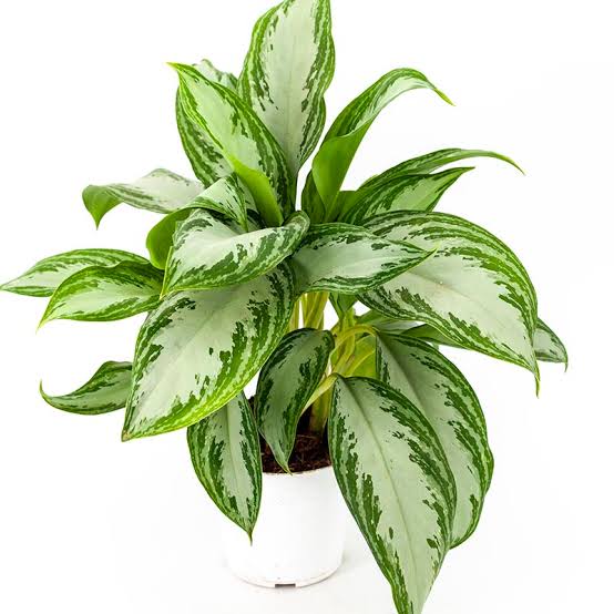 홈가드닝-미세먼지-차단-중국에버그린