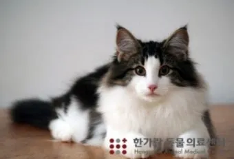 장모 고양이 털 관리, 헤어볼관리, 목욕, 미용, 빗질_29