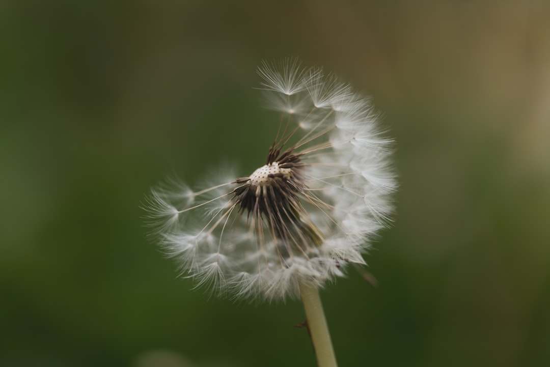 Wishing