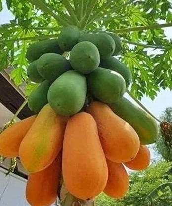 파파인 효소 부작용