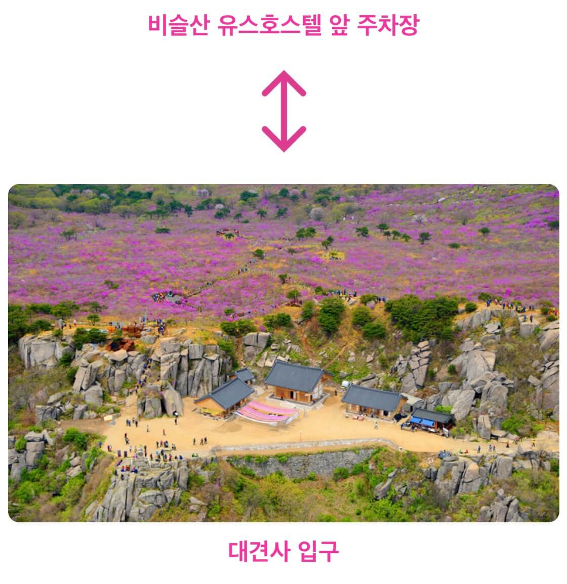 비슬산 진달래 축제