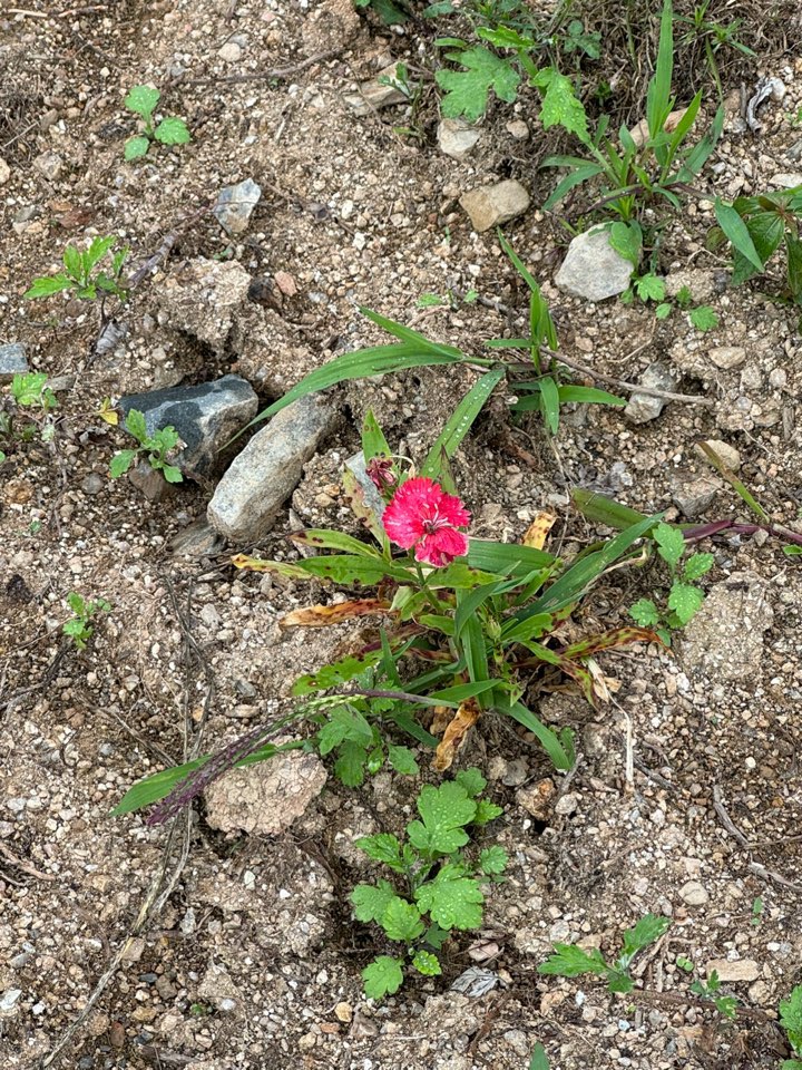 2026 벚꽃 개화시기 언제? 전국 명소 완벽 정리