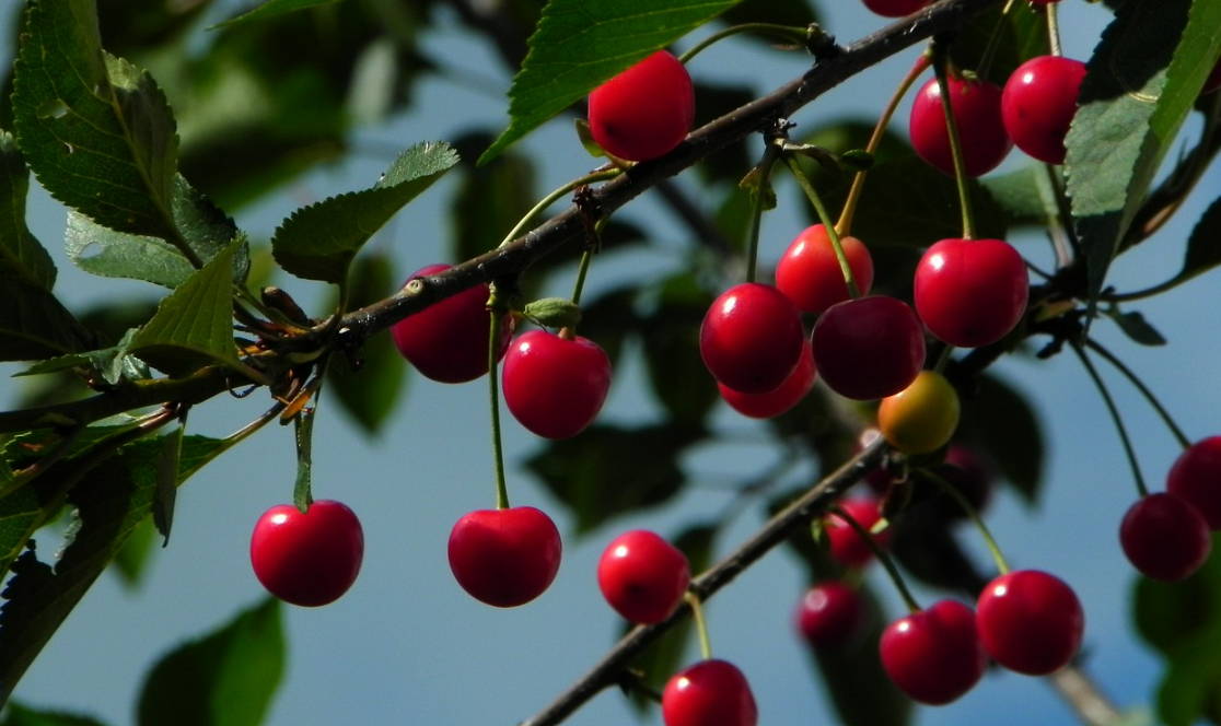 혈당 혈압 낮추는 여름 제철 체리 효능 및 부작용
