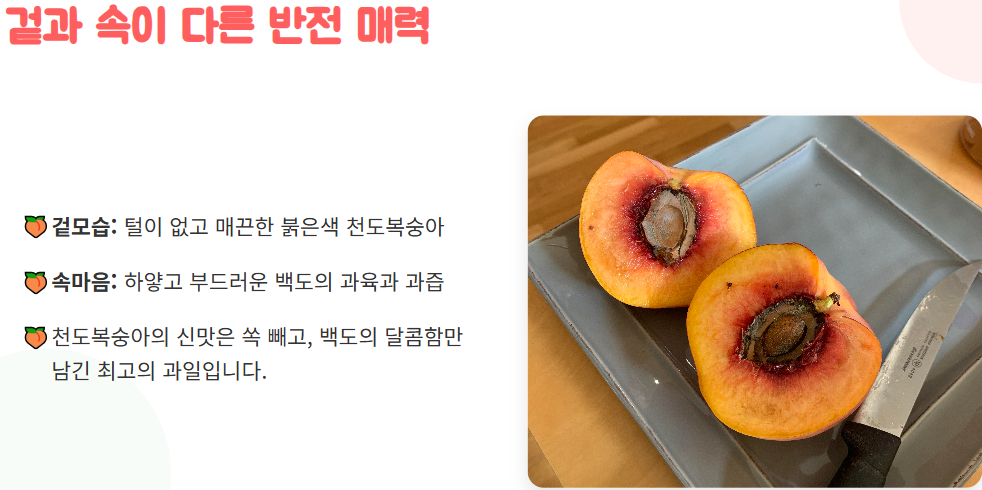 신비 복숭아 수확시기