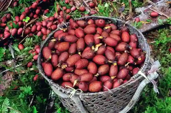 기적의 열매라고 일컫는 아구아헤 효능