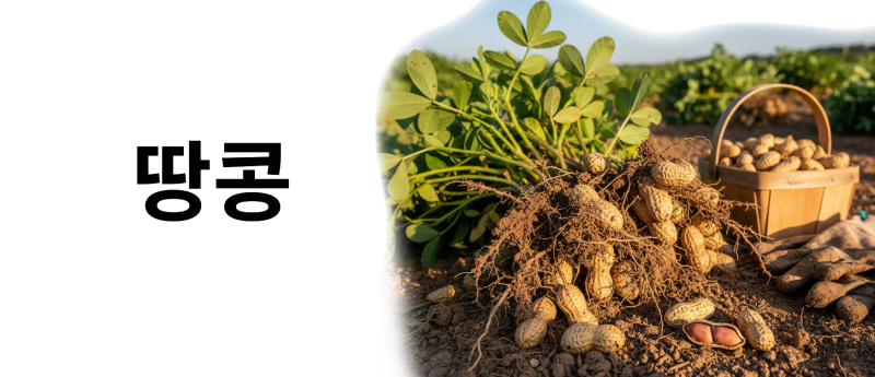 땅콩이미지