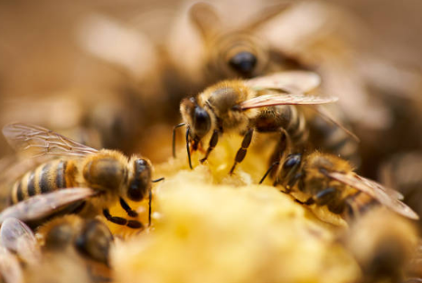 프로폴리스 효능, 부작용, 복용법 총정리 (2024ver)