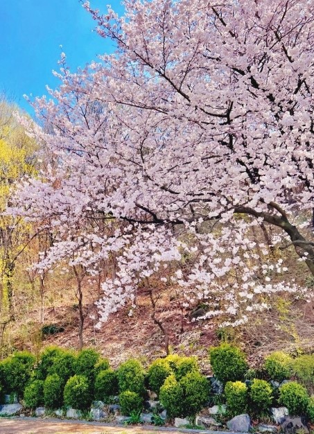 대구 벚꽃