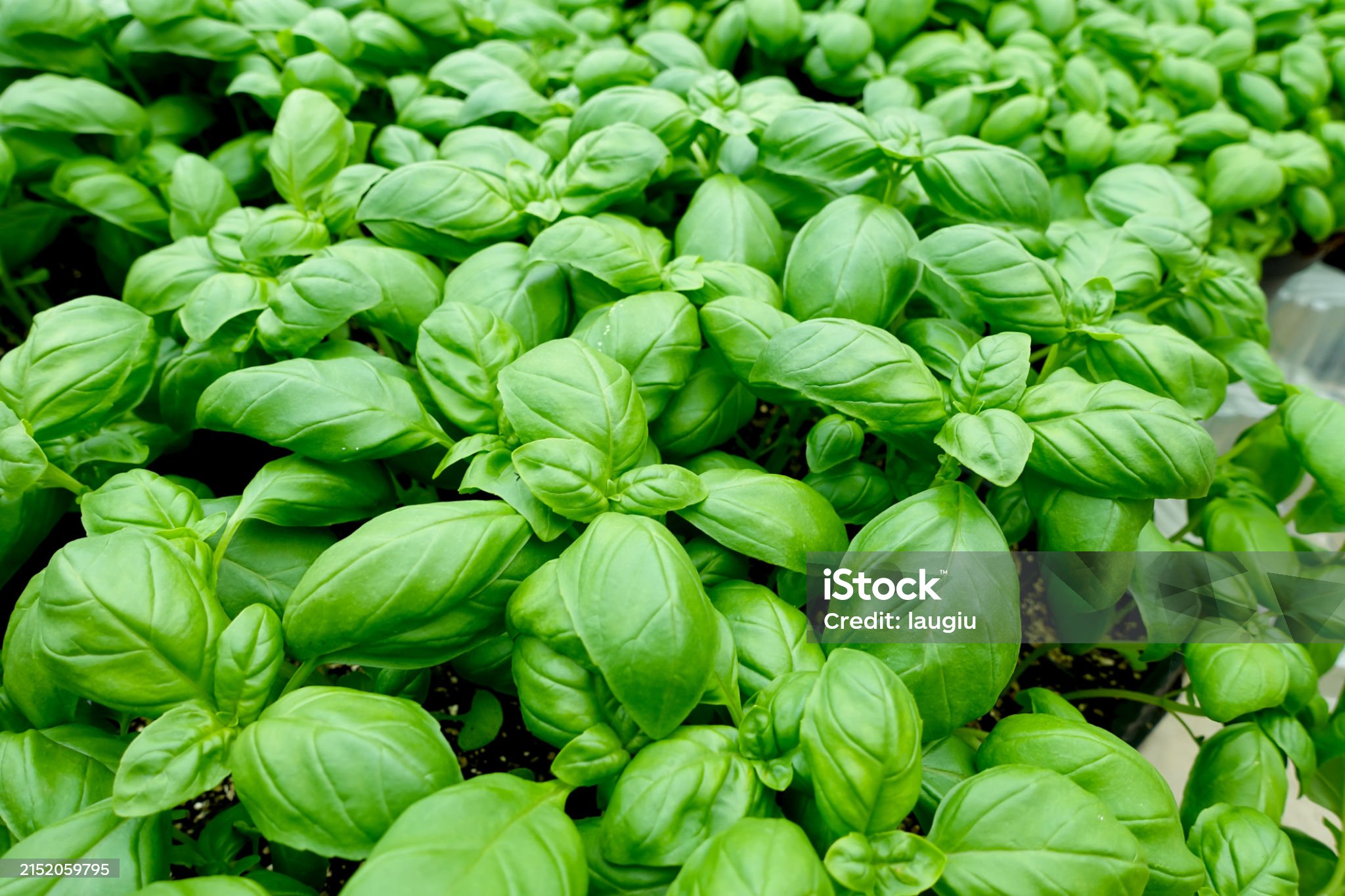 바질-관련-사진