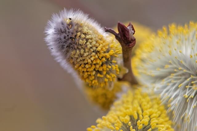 꽃가루 알레르기란? 