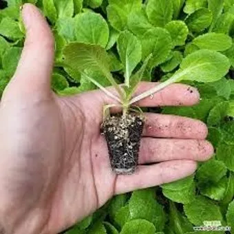 모종 고르는 법 줄기 굵기 잎색 뿌리상태 병해 흔적 확인_17