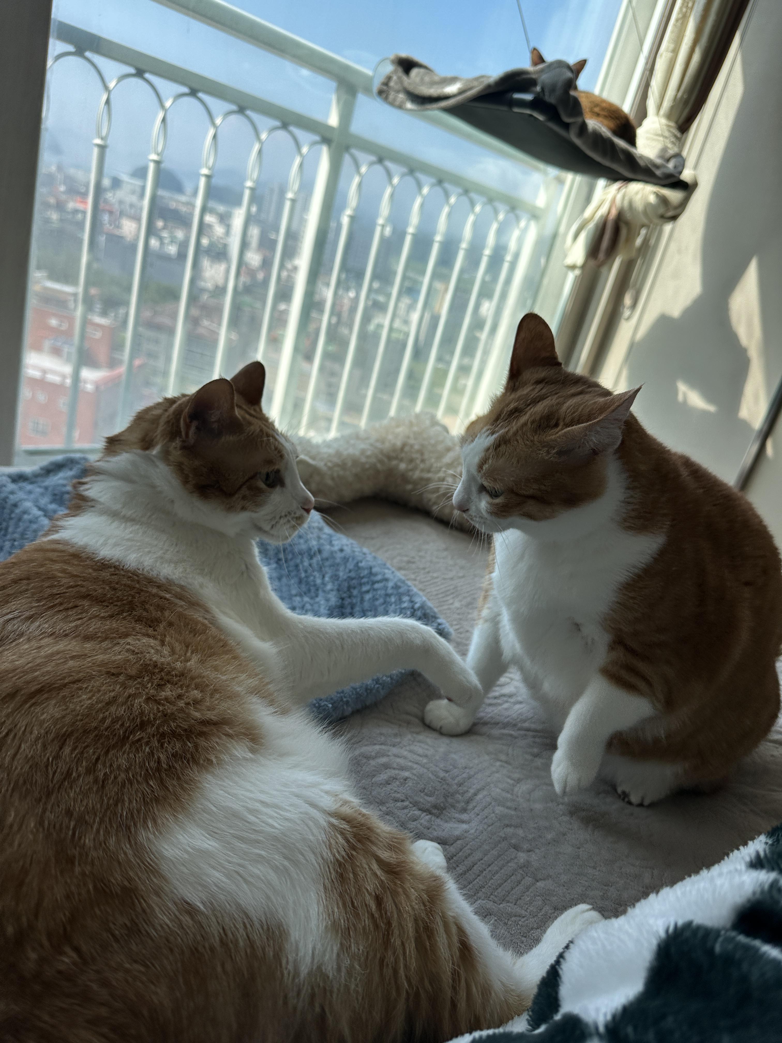 마치_레슬링이라도_할듯한_눈빛의_치즈형제들