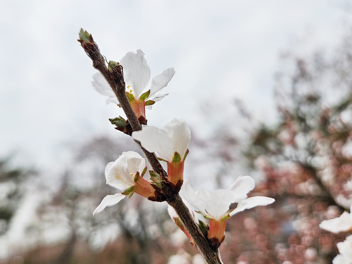 앵도나무(앵두나무)