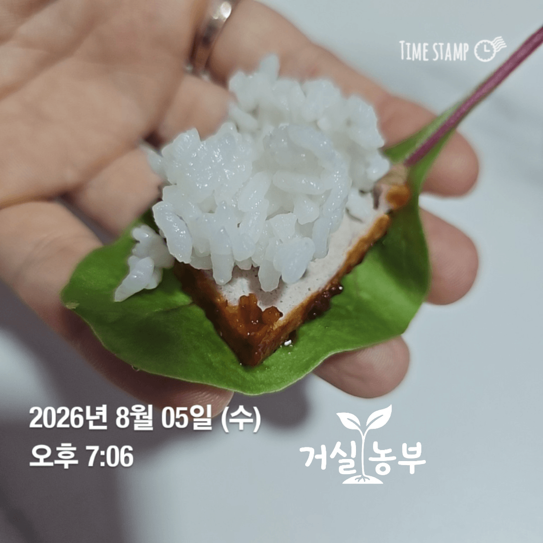 직접 수확한 적근대 잎으로 만든 고기쌈