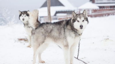 시베리아 허스키 사진