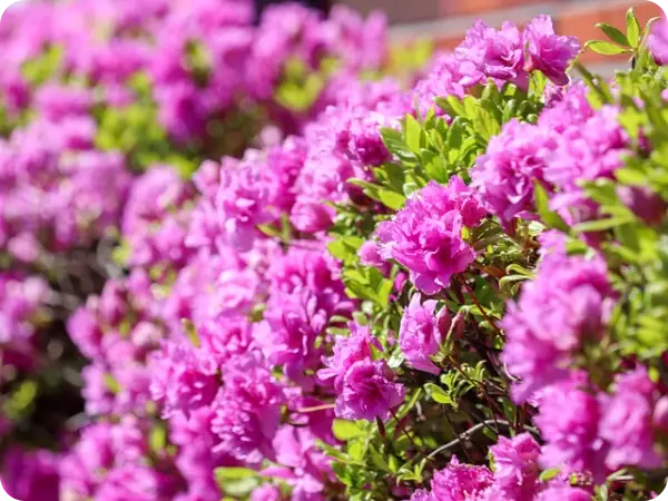 삿포로 6월 날씨