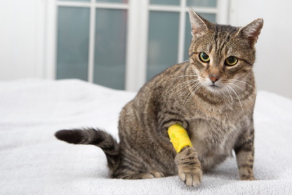 붕대를 감은 고양이.