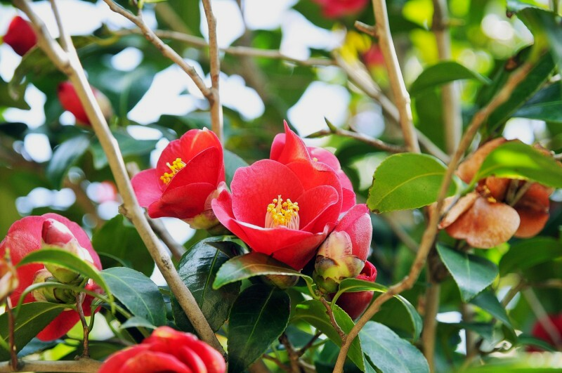 거제 장사도 동백꽃