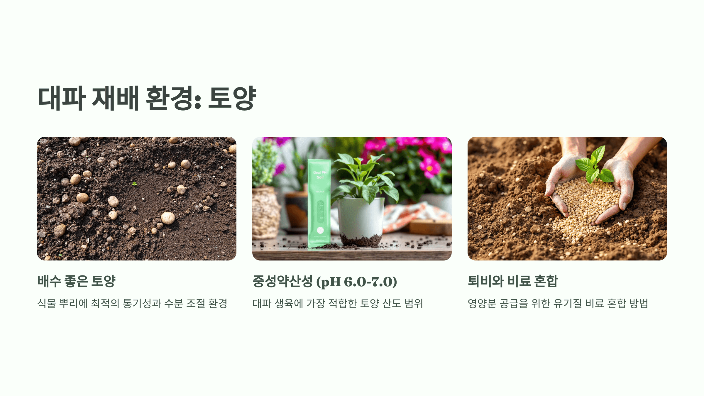 대파 사진입니다.