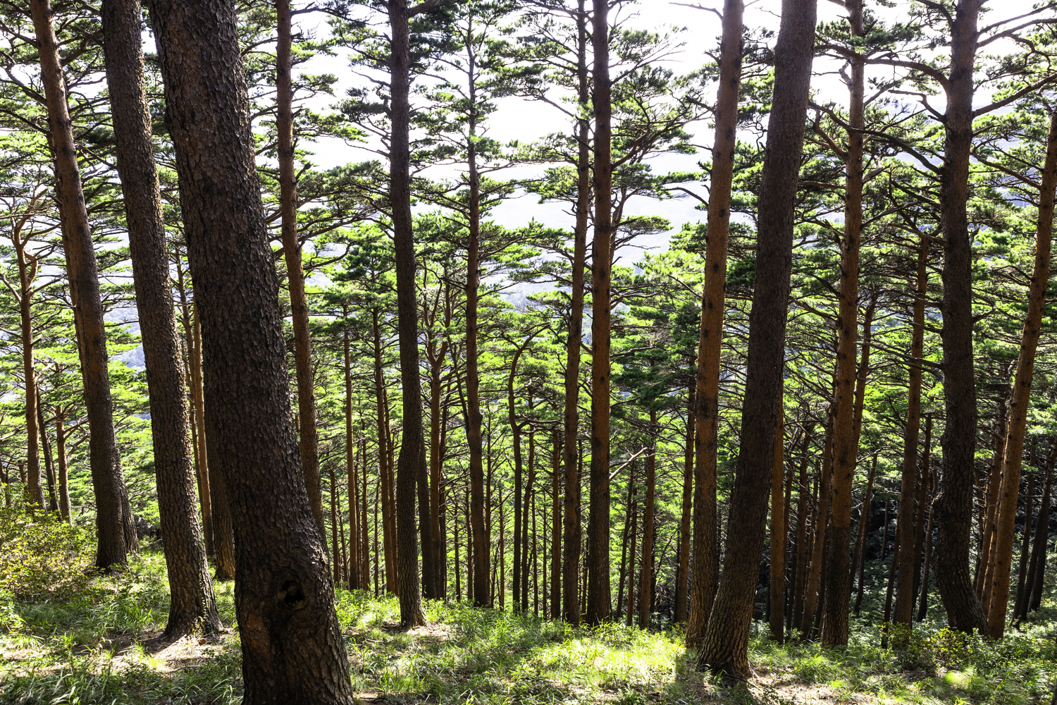 대관령소나무길 금강소나무군락