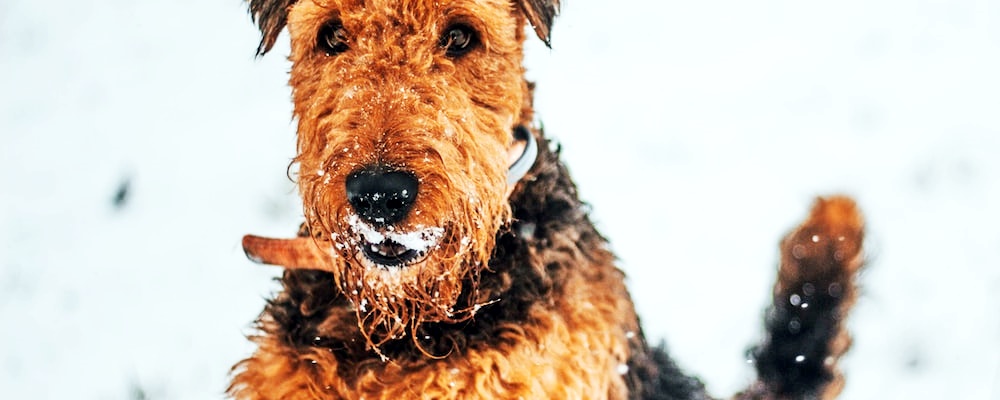 강아지 처음 목욕시키는 방법 5