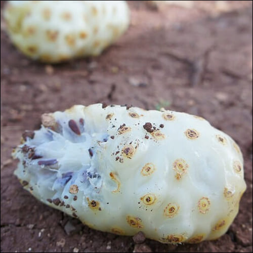 익어서 땅에 떨어진 노니 열매