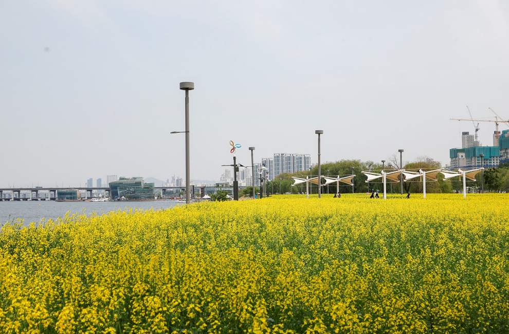 한강 서래섬 유채꽃 축제