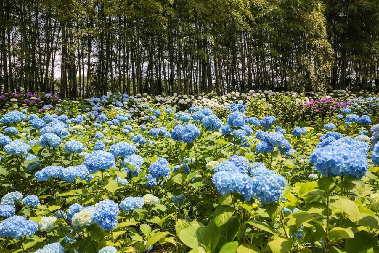 휴애리 수국축제 여름시즌
