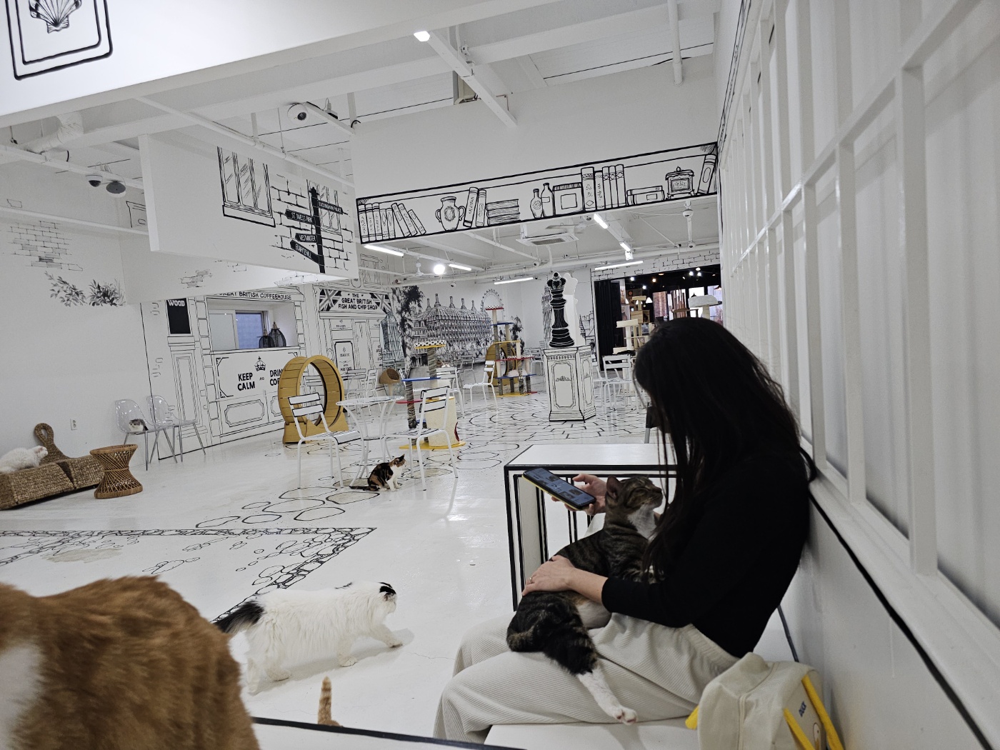 야옹이네 고양이 카페