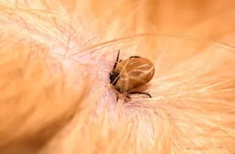 진드기 물린자국 대처법 참진드기 빨간 진드기 증상 확인_13