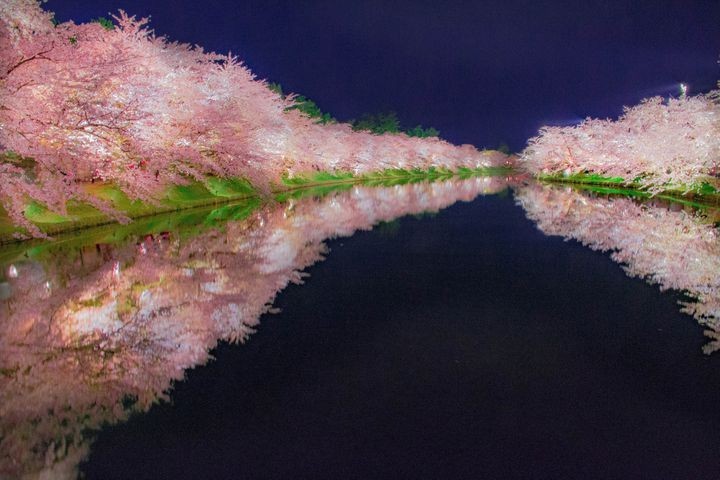 2024 일본벚꽃 개화시기 만개 예상일 : 오사카&amp;#44; 후쿠오카&amp;#44; 나고야 여행코스