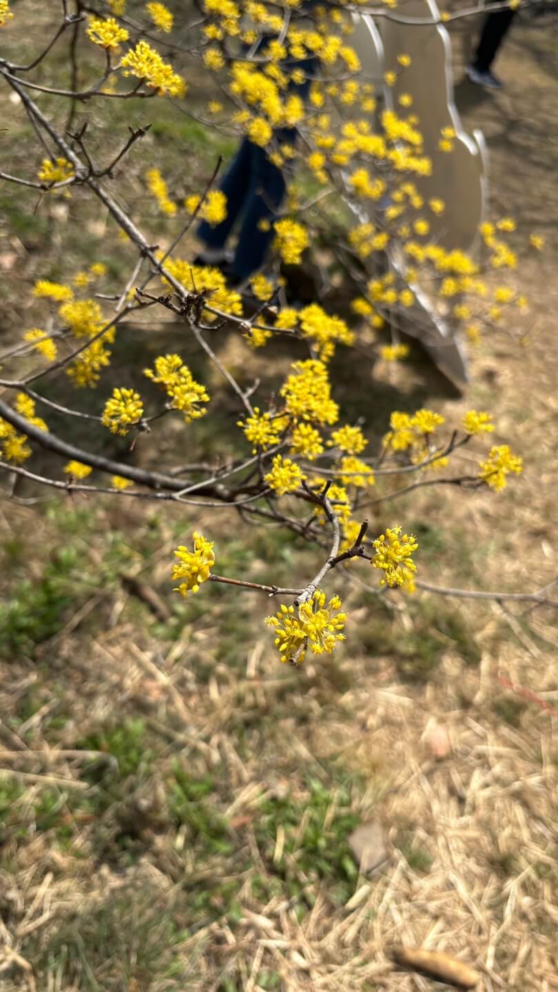 이천 백사 산수유 꽃 축제&amp;#44; 2025년 봄꽃 축제&amp;#44; 경기도 꽃 축제&amp;#44; 이천 가볼 만한 곳&amp;#44; 봄 여행지 추천&amp;#44; 산수유 마을&amp;#44; 국내 꽃놀이 명소&amp;#44; 이천 백사면 여행&amp;#44; 봄꽃 개화 시기&amp;#44; 산수유 축제 일정&amp;#44; 가족 여행 추천&amp;#44; 이천 맛집 추천&amp;#44; 경기도 드라이브 코스&amp;#44; 봄 피크닉 명소&amp;#44; 이천 전통시장