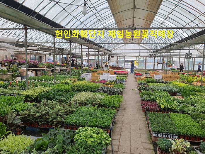 제일농원 헌인화훼단지
