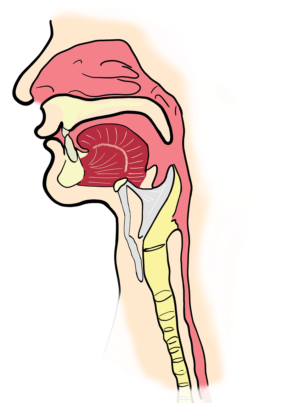 우리몸-해부학적-그림