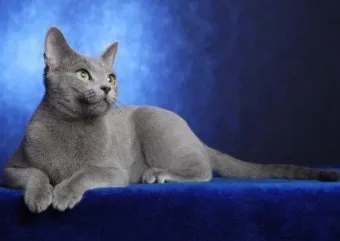 러시안블루 고양이 가격 믹스 수명 털빠짐_6