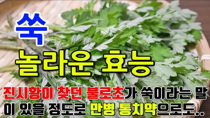 쑥 효능 부작용 하루 섭취량 먹는법_5