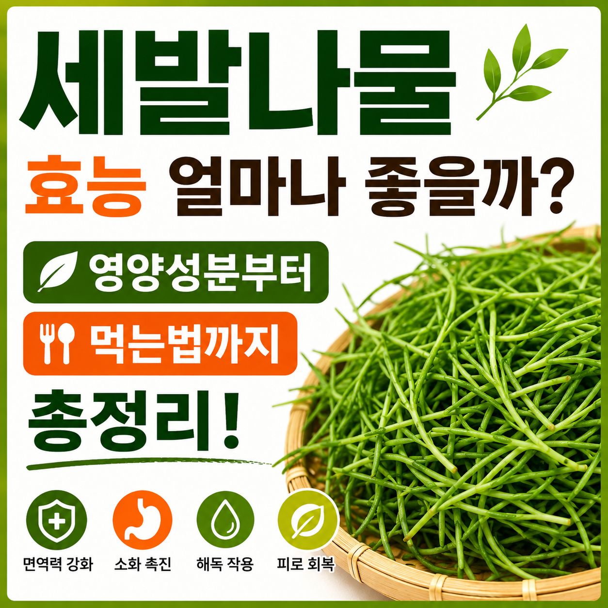 세발나물 효능
