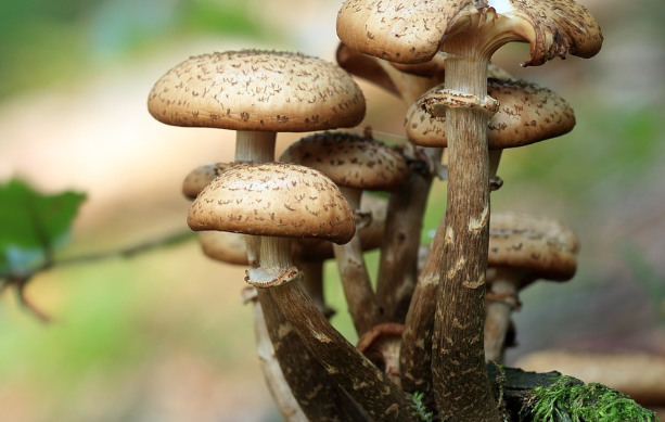 새송이버섯 효능 : 항암