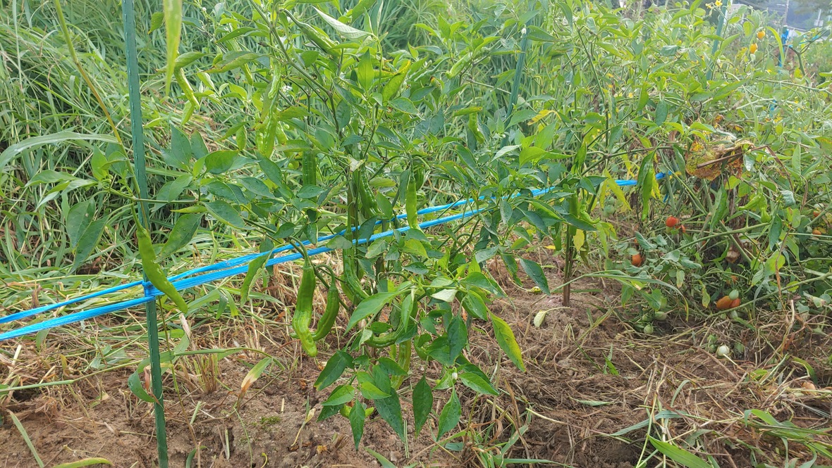 도시 텃밭의 꽈리고추