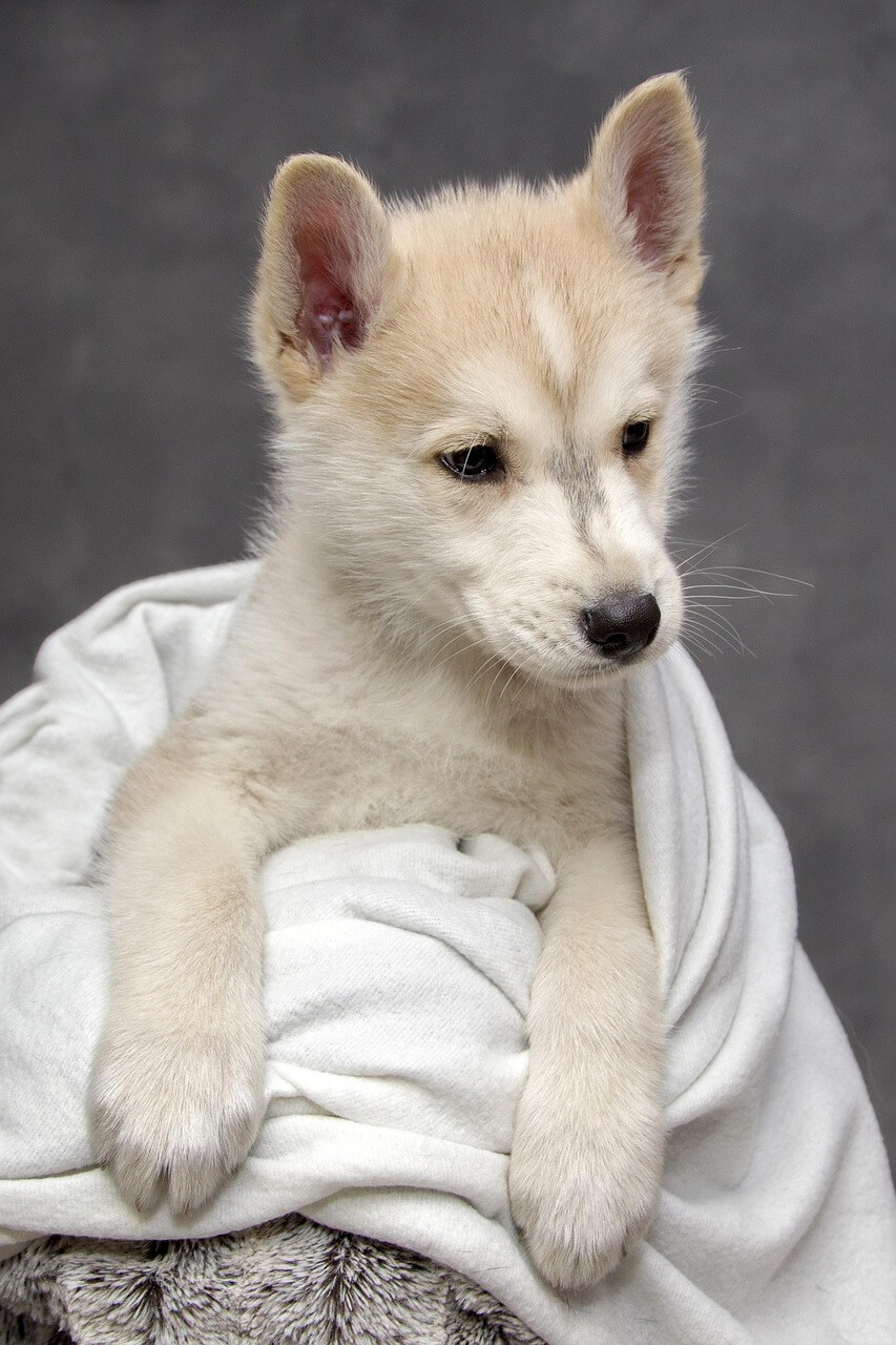 개꿈,개나오는꿈,우리가좋아하는개꿈해몽BEST50