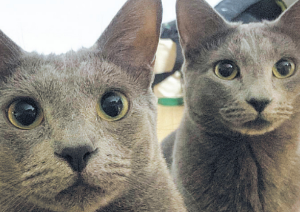 고양이 합사하는 방법