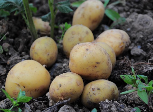 돼지감자 파종 시기와 키우는 방법 완벽 정리! 1