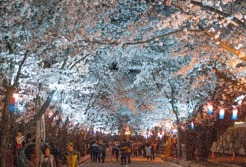 가평 벚꽃명소 에덴벚꽃길 벚꽃축제